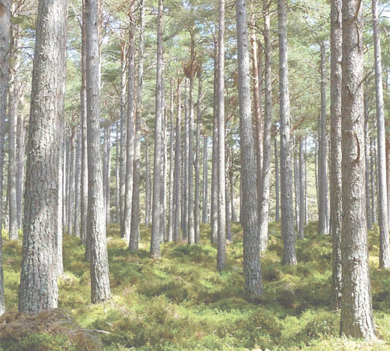 Nadelwald mit hohen Bäumen und moosbedecktem Boden.