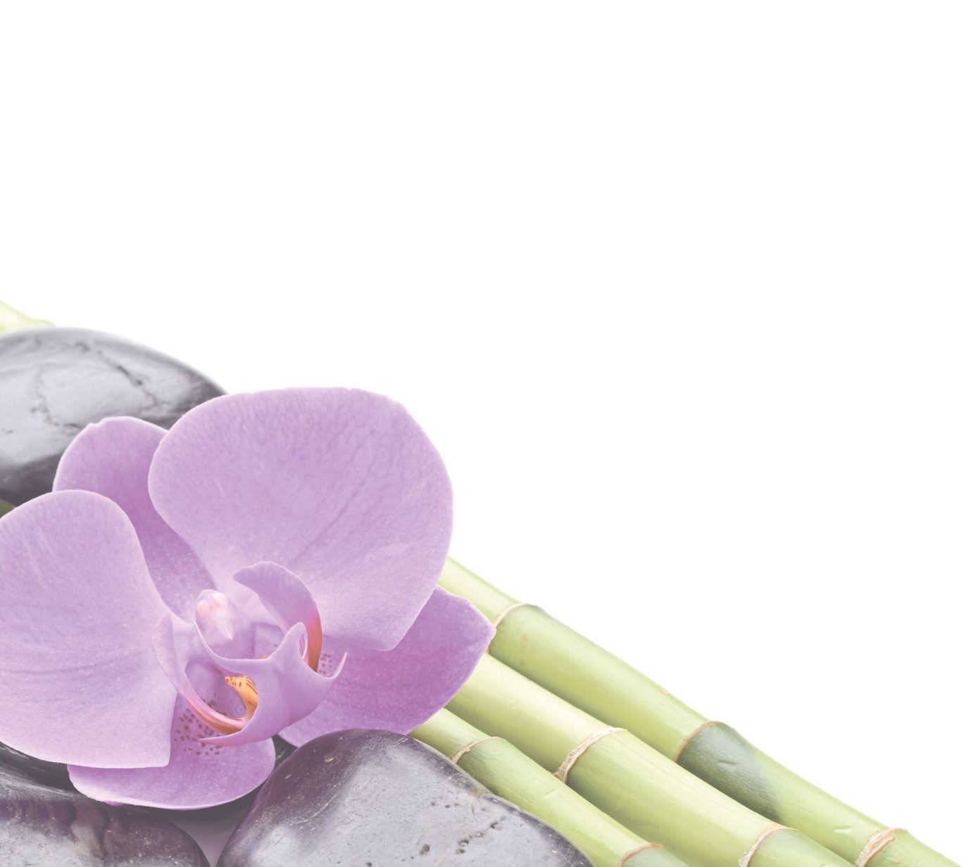 Lila Orchidee neben glatten Steinen und Bambusstängeln auf hellem Hintergrund.